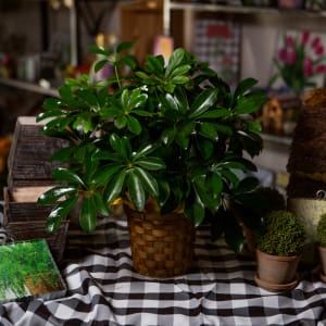 Schefflera Flower Bouquet