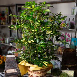 Schefflera Flower Bouquet