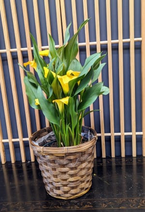 Calla Wicker Basket Flower Bouquet