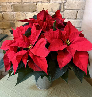Medium Red Poinsettia in a Reusable Tin Pot with a Snowflake Motif. Flower Bouquet