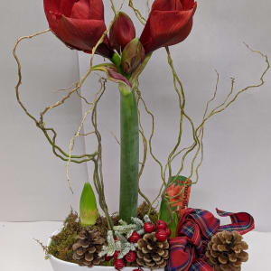Amaryllis Bulb Planter Flower Bouquet