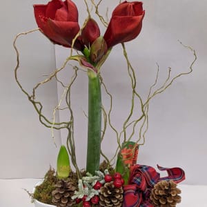 Amaryllis Bulb Planter Flower Bouquet