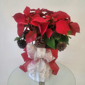 Poinsettia (Luxury) Flower Arrangement Poinsettia (Luxury) Flower Bouquet