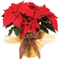 Happiest Holidays Poinsettia Flower Bouquet