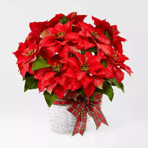 Happiest Holidays Poinsettia Flower Bouquet