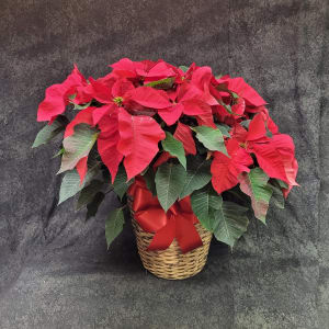 PLBPOI10 - POINSETTIA RED 10" POT Flower Bouquet