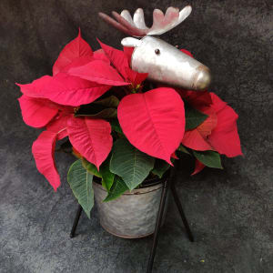 PLBPOI61 - POINTSETTIA 6 INCH ONE STEM Flower Bouquet