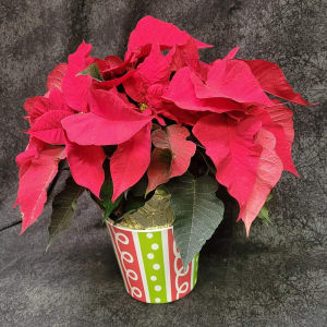 PLBPOI61 - POINTSETTIA 6 INCH ONE STEM Flower Bouquet
