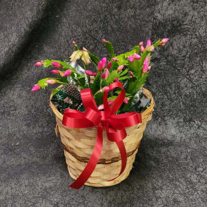 6" CHRISTMAS CACTUS Flower Bouquet