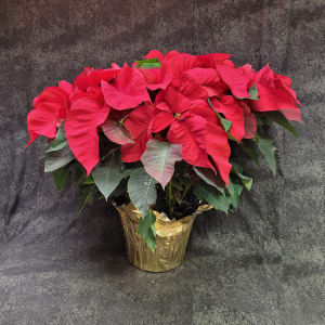PLBPOI10 - POINSETTIA RED 10" POT Flower Bouquet