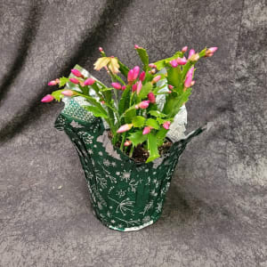 6" CHRISTMAS CACTUS Flower Bouquet