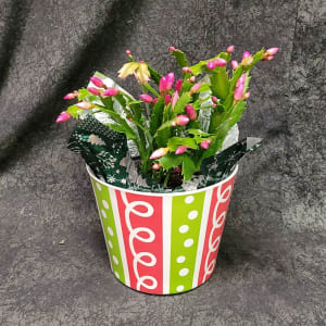6" CHRISTMAS CACTUS Flower Bouquet