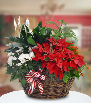 Holiday  Poinsettia Dish Garden Flower Bouquet