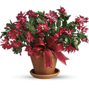 Christmas Cactus Flower Bouquet