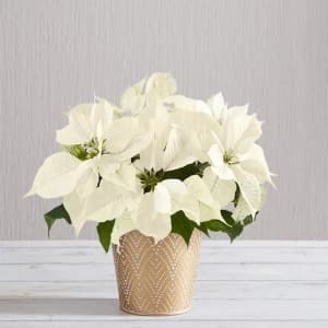 Silent Night White Poinsettia Flower Bouquet