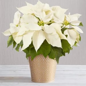 Silent Night White Poinsettia Flower Bouquet