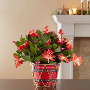 Christmas Cactus Flower Bouquet