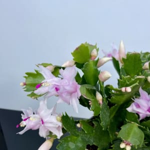 Christmas Cactus 6"