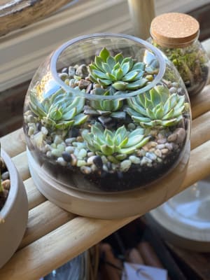 SUCCULENT TERRARIUM Flower Bouquet