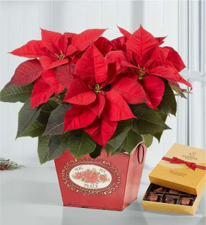 Holiday Traditions Poinsettia Flower Bouquet