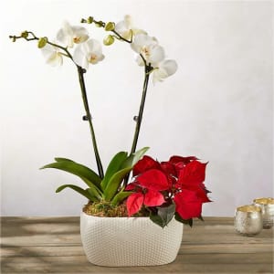 White Orchid and Pointsettia Flower Bouquet