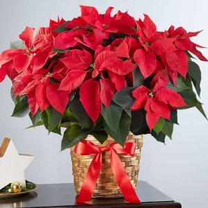 Poinsettia Plant Flower Bouquet