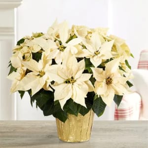 White Holiday Poinsettia Floor Plant Flower Bouquet