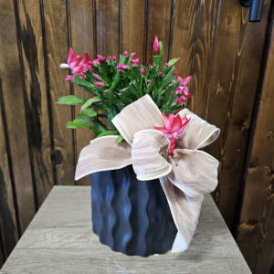 6" Christmas Cactus in Ceramic Pot Flower Bouquet