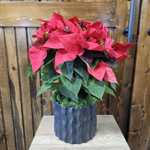 6" Red Poinsettia Flower Bouquet