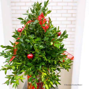 Mini Boxwood Christmas Tree Petite Flower Bouquet