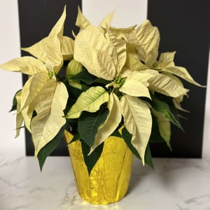 Poinsettia Flower Bouquet