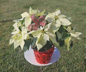 Poinsettia Flower Bouquet