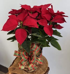 Pointsettia Flower Bouquet