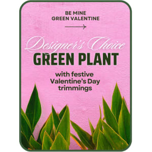 Designer's Choice Valentine's Day Green Plant Flower Bouquet