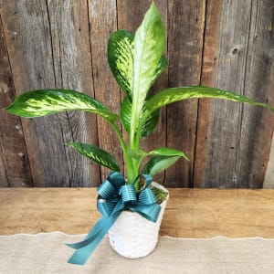 Dieffenbachia 6 inch Flower Bouquet