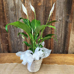 Comfort Basket Peace Lily Flower Bouquet