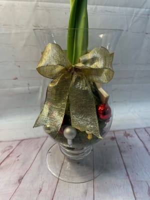 50% OFF! Amaryllis Plant Decorated in Large Vase