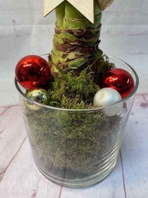 Amaryllis Plant Decorated in Small Vase