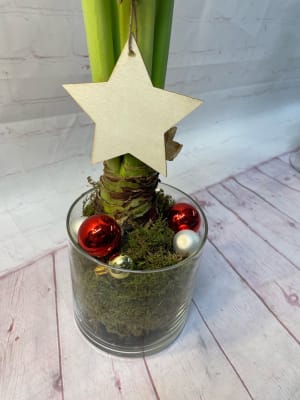 Amaryllis Plant Decorated in Small Vase