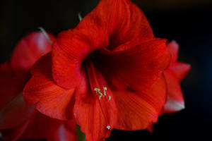 Double Red Amaryllis Box Flower Bouquet