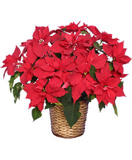 Radiant Poinsettia in a Basket Flower Bouquet