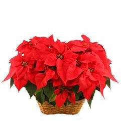 Double Red Poinsettia Blooming Plant Flower Bouquet