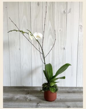 White Orchid In Brown Pot Flower Bouquet