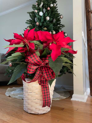 Red Poinsettia Basket (X- Large) 10"