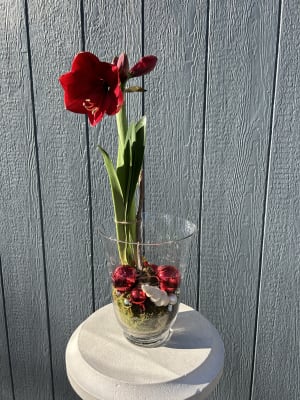 50% OFF! Amaryllis Plant Decorated in Large Vase