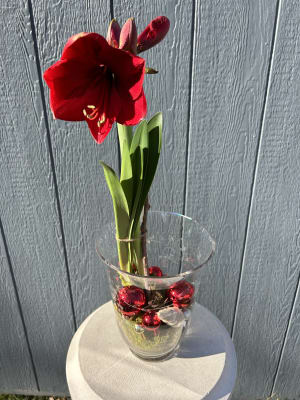 50% OFF! Amaryllis Plant Decorated in Large Vase