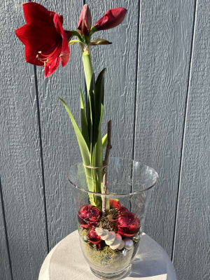 50% OFF! Amaryllis Plant Decorated in Large Vase Flower Bouquet