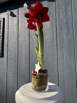 Amaryllis Plant Decorated in Small Vase