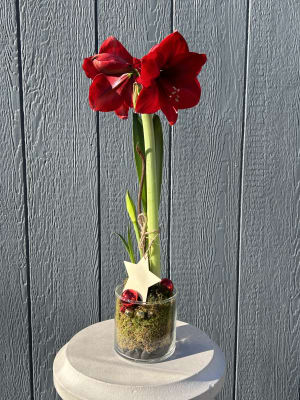 50% OFF! Amaryllis Plant Decorated in Small Vase Flower Bouquet