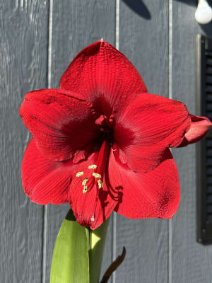 Amaryllis Plant Decorated in Small Vase